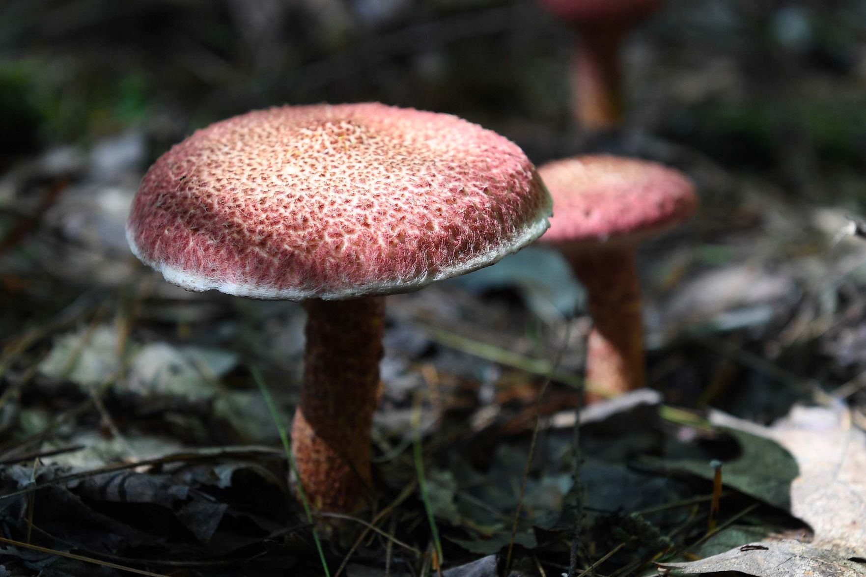 Pennsylvania Mushroom D.jpg